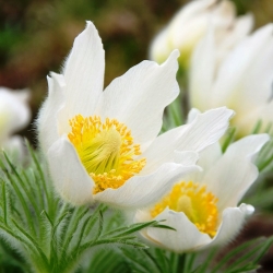 Bunga Pasque bercampur biji - Anemone pulsatilla - 190 biji - benih