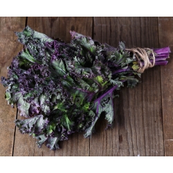 Semințe Kale "Scarlet" - Brassica oleracea - 300 de semințe - Brassica oleracea L. var. sabellica L.