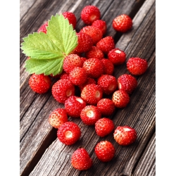 Wild Strawberry Regina Seeds - Fragaria vesca - 320 เมล็ด