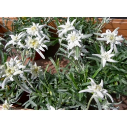 Edelweiss-siemenet - Leontopodium alpinum - 750 siementä