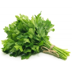 BIO - Leaf parsley "Gigante d'Italia" - certified organic seeds - 1200 seeds