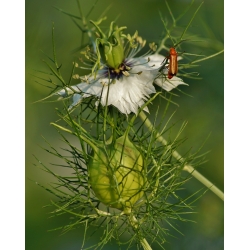 Legesvartkarve - 250 frø - Nigella sativa