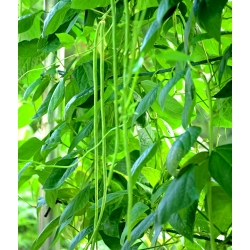 Semená cowea - Vigna sinensis - 60 semien