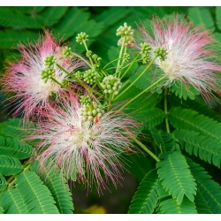 Hạt giống cây lụa Ba Tư - Albizia julibrissin