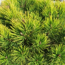 موغو الصنوبر البذور - صنوبر موغو - 40 البذور - Pinus mugo var. Mughus - ابذرة