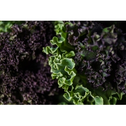 Kale ‘Scarlet’ seeds- Brassica oleracea - 300 seeds