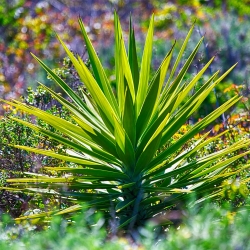 یوکای، بذر سد آدم - یوکا فیلیمنتوزا - 20 بذر - Yucca filamentosa - دانه