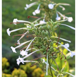 Tabaco de floración, semillas de tabaco del bosque - Nicotiana sylvestris - 25000 semillas