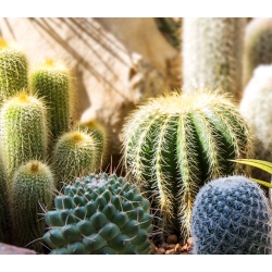 Campuran biji kaktus - 40 biji - Cactaceae
