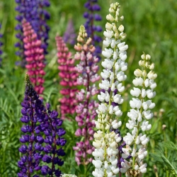 Lupin Russell mélange - 90 graines - Lupinus polyphyllus
