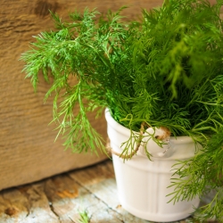 Dill Ambrosia seeds - Anethum graveolens - 3500 seeds