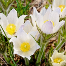 Biele Pasque Kvetinové semená - Anemone pulsatilla - 90 semien