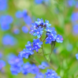 Summer Forget-Me-Not seeds - Anchusa capensis - 250 seeds