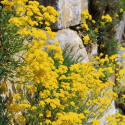 دانه های طلای کوه - Alyssum montanum - 500 دانه