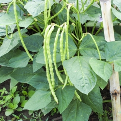 Semena Crnogorca - Vigna sinensis - 60 semen