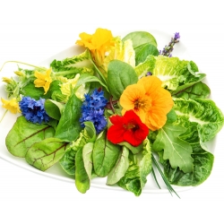 Edible Herbs and Flowers Mix seeds -  - benih