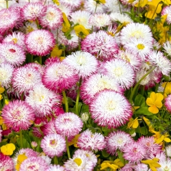 Margarida - variedade da flor dupla - sortida - 600 sementes - Bellis perennis grandiflora.