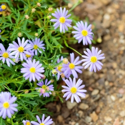 Swan River Daisy mixed seeds - Brachycome iberidifolia - 1400 seeds