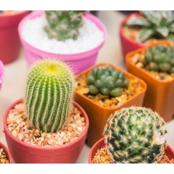Kaktusu dzimta - mixed - 100 sēklas - Cactaceae