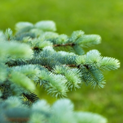 Douglas Fir, Oregon Pine siemenet - Pseudotsuga - 20 siementä - Pseudotsuga glauca