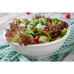 Alface romana - Red Salad Bowl - 1150 sementes - Lactuca sativa L. var. longifolia