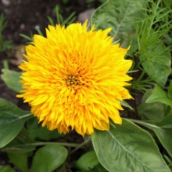 Dwarf Double Sunflower seeds - Helianthus annuus fl. pl. - 90 seeds