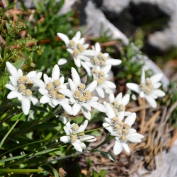Edelweiss zaden - Leontopodium alpinum - 750 zaden