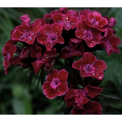 Sweet William Black Magic seemned - Dianthus barbatus - 450 seemet