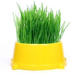 Kass Grass seemned - 
