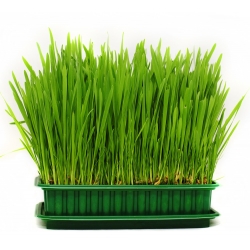 Cat Grass siemenet - 