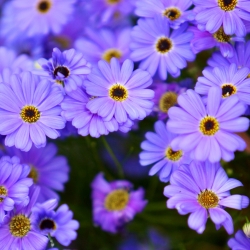 Swan River Daisy mixed seeds - Brachycome iberidifolia - 1400 seeds