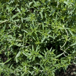 Насіння літніх чабер - Satureja hortensis - 2600 насіння