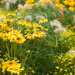 Žlté rastliny zmiešané semená - 