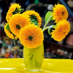 Dwarf Double Sunflower semená - Helianthus annuus fl. pl. - 90 semien