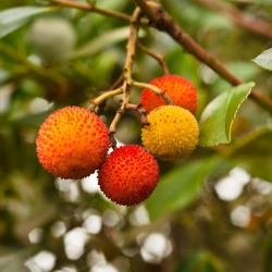 Jordbær frø - Arbutus unedo