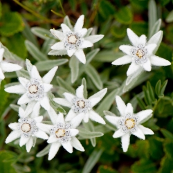 Sementes Edelweiss - Leontopodium alpinum - 750 sementes