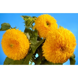 Biji bunga matahari Hiasan - Helianthus annuus - 80 biji - benih