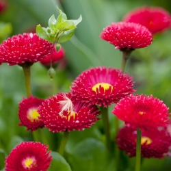 Buah Daisy Bahasa Inggeris Merah - Bellis perennis - 690 biji - benih