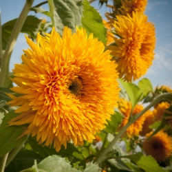 Ornamental Sunflower seeds - Helianthus annuus - 80 seeds