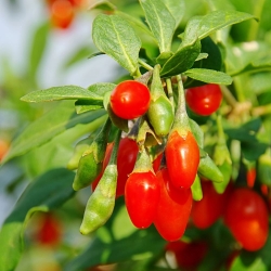 Goji, Goji Semințe de Berry - Lycium barbarum - 110 semințe