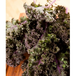 Kale 'Scarlet' семена - Brassica oleracea - 300 семена - Brassica oleracea L. var. sabellica L.