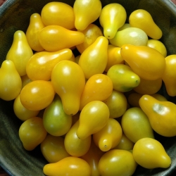 Kuning Pear Tomato benih - Lycopersicon esculentum - 120 biji - Lycopersicon esculentum Mill 
