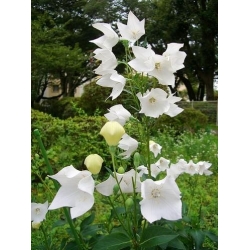 Balonu zieds Fuji White sēklas - Platycodon grandiflorus - 110 sēklas