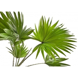 Palmové semená - 5 semien - Phoenix