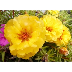 Moss Rose Double Mix - Portulaca grandiflora fl.pl. - 4500 frø