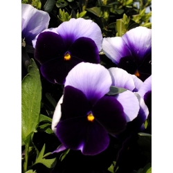 Pansy Lord Beaconsfield seeds -  Viola x wittrockiana - 250 seeds
