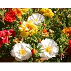 Moss Rose Double Mix - Portulaca grandiflora fl.pl. - 4500 sėklų - sėklos