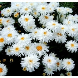 Çılgın Papatya, Rüzgârla oluşan karides tohumları - Krizantem maksimum fl.pl - 160 tohumlar - Chrysanthemum maximum fl. pl. Crazy Daisy