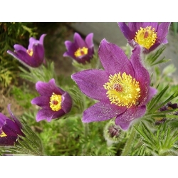 Semillas De Flor De Pasque - Anemone Pulsatilla - 190 Semillas
