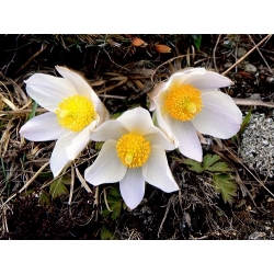 White Pasque Flower seeds - Anemone pulsatilla - 90 seeds